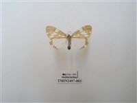 藏品(小花斑蝶燈蛾)的圖片